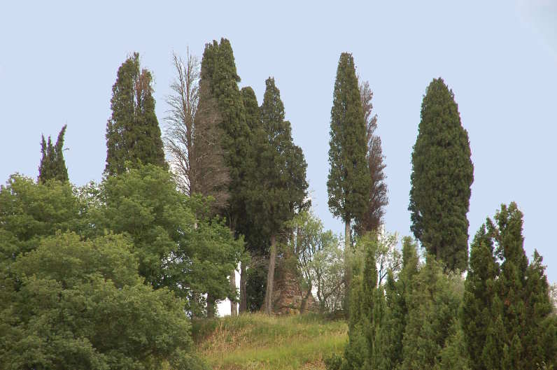 La mezza costa di Monselvoli